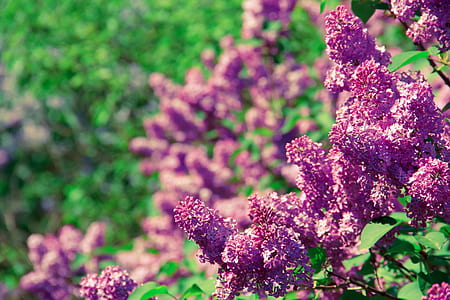 pink flowers thumbnail