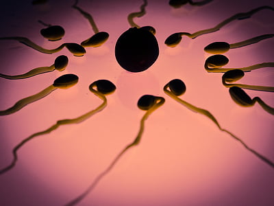 sperm cells surrounding egg cells thumbnail