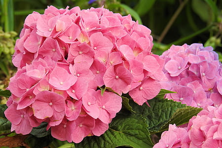 pink hydrangea flower thumbnail