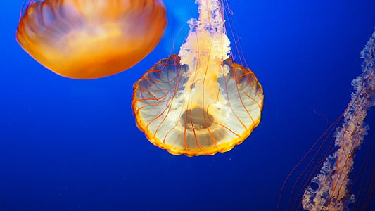 three yellow jelly fish in clear blue water thumbnail