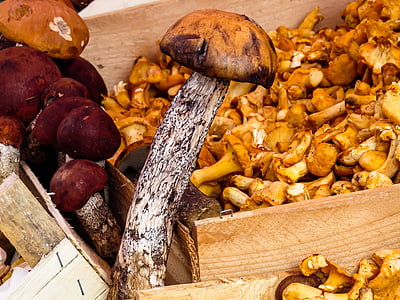 brown mushroom thumbnail