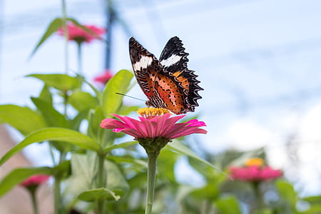 nature, garden, animal, petals thumbnail
