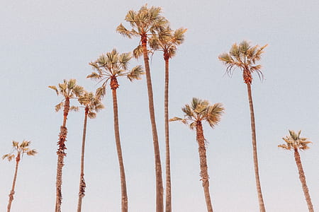 low angle photography of coconut trees at daytime thumbnail