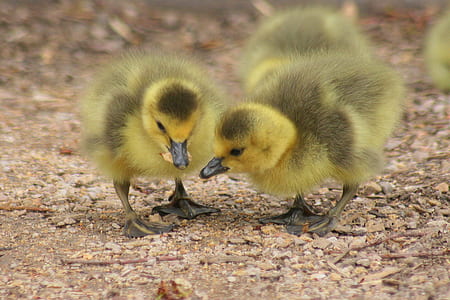 yellow and black ducklings thumbnail