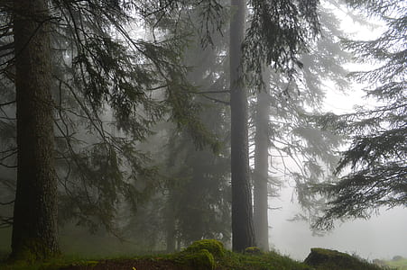 trees surrounded by fog thumbnail