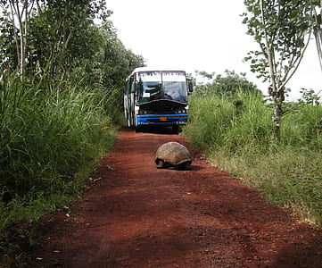 turtle infront of bus near grass thumbnail