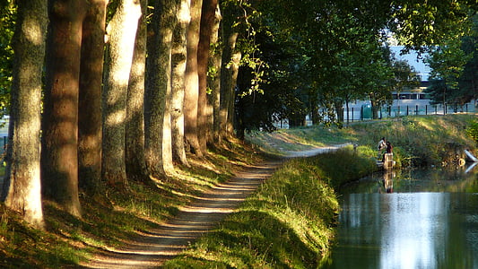 green leafed tree near body of water thumbnail