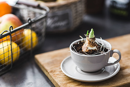 Little seedling in a cut with walnuts and golden pins thumbnail