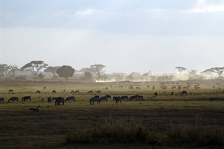 group of animals on grass field thumbnail