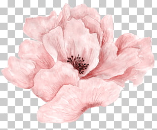 Pink flowers Pink flowers Watercolor painting, Beautiful pink flowers in full bloom, pink poppy flower painting PNG clipart