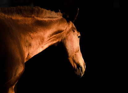 focus photography of brown horse thumbnail