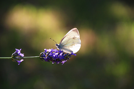 white butterfly on purple flower thumbnail