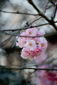 pink blossom tree closeup photo thumbnail
