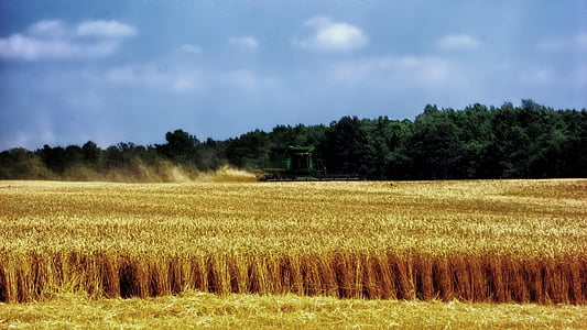 rice field during daytime thumbnail