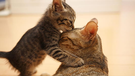 gray tabby kitten near gray tabby cat thumbnail