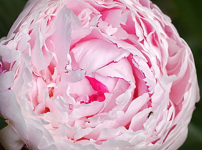 pink flower thumbnail