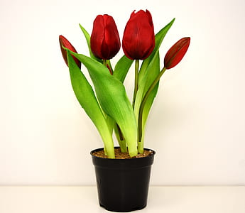 red flowers and black pot thumbnail