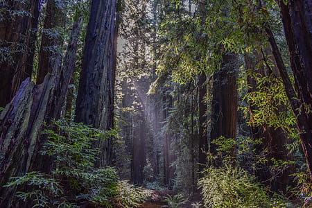 photograph of low angle view of green leaf trees thumbnail