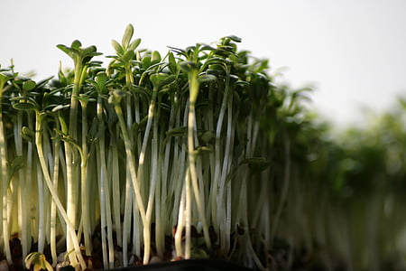 mong bean meadow thumbnail