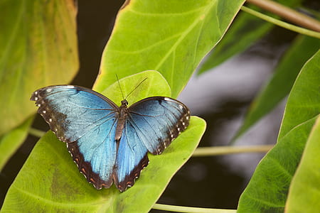 morpho butterfly on green leaf thumbnail