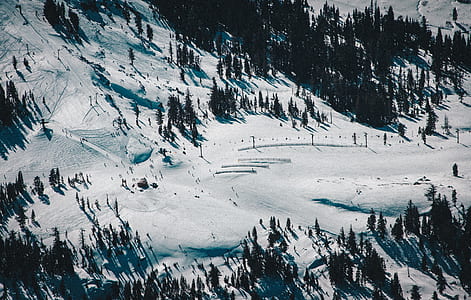 trees surrounded by snow thumbnail