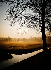 forest scenery thumbnail