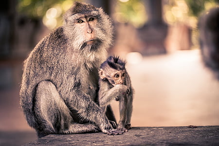 family of two primate on flat surface thumbnail