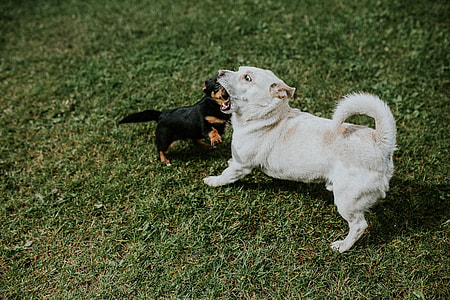 Dogs playing outside thumbnail