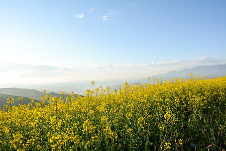 yellow rapeseed flower field on mountain under blue sky thumbnail