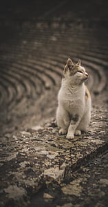 gray Tabby cat on gray floor thumbnail