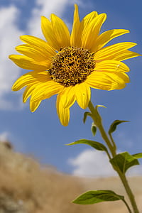 macro photography of sunflower thumbnail