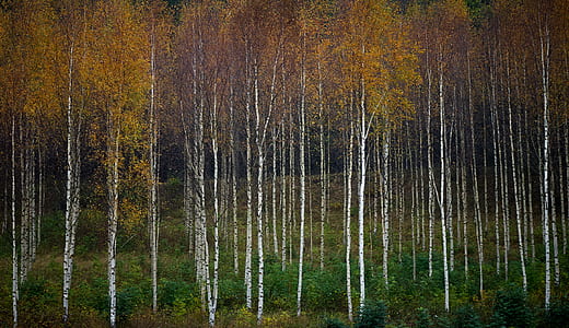 green leafed trees thumbnail