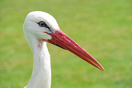 white bird with red bill thumbnail