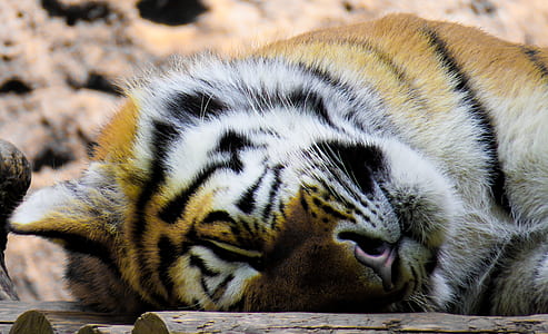 brown and black tiger sleeping thumbnail