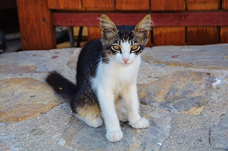 short fur black and white kitten thumbnail