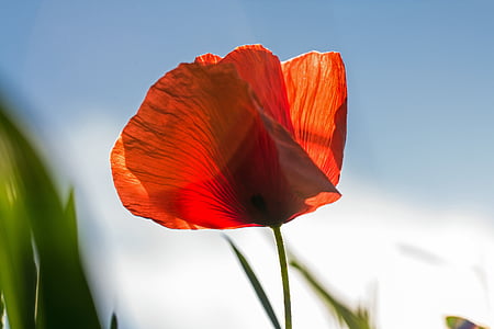 closeup photography of red poppy thumbnail
