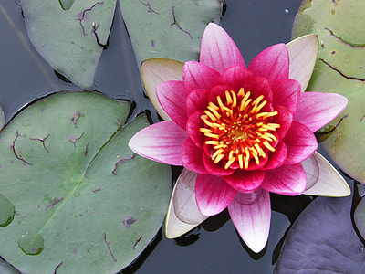 pink petaled flower on body of water surrounded by green leaves thumbnail