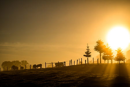 cattle and trees under the ray of sun thumbnail