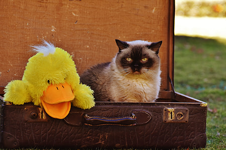 Siamese cat on brown leather suitcase thumbnail