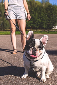 woman with adult white and black French bulldog thumbnail