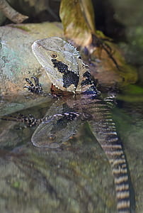 grey lizard thumbnail