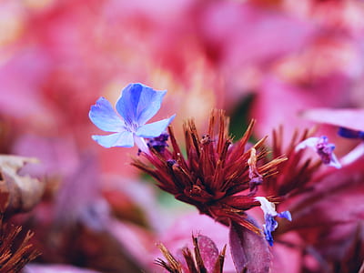 focus photography of blue and pink flower thumbnail
