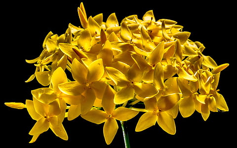 yellow 5-petaled flower thumbnail