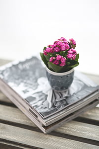 shallow focus photography of pink Kalanchoe flowers in vase thumbnail