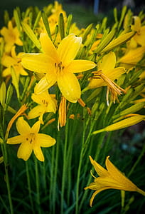 closeup photo of yellow petaled flowers thumbnail
