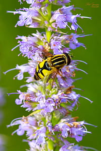 selective photography of bee on flower thumbnail