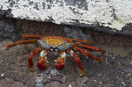 crab under rock thumbnail