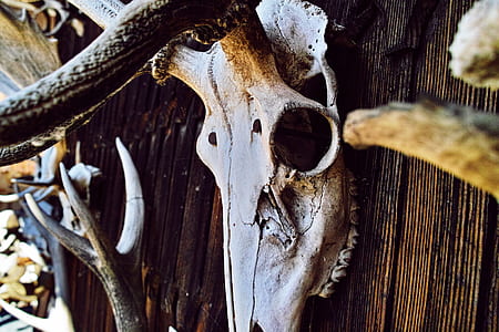 longhorn skull hanged on wall thumbnail