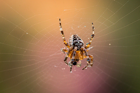 Garden Spider, Araneus Diadematus thumbnail