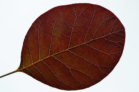 ovate brown leaf thumbnail